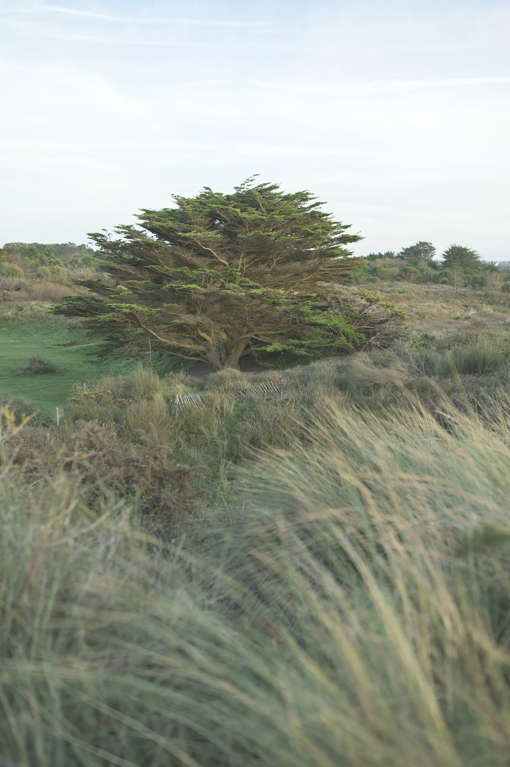grand-arbre-au-milieu-des-dunes-et-vegetation-sauvage-a-santec-dans-le-finistere