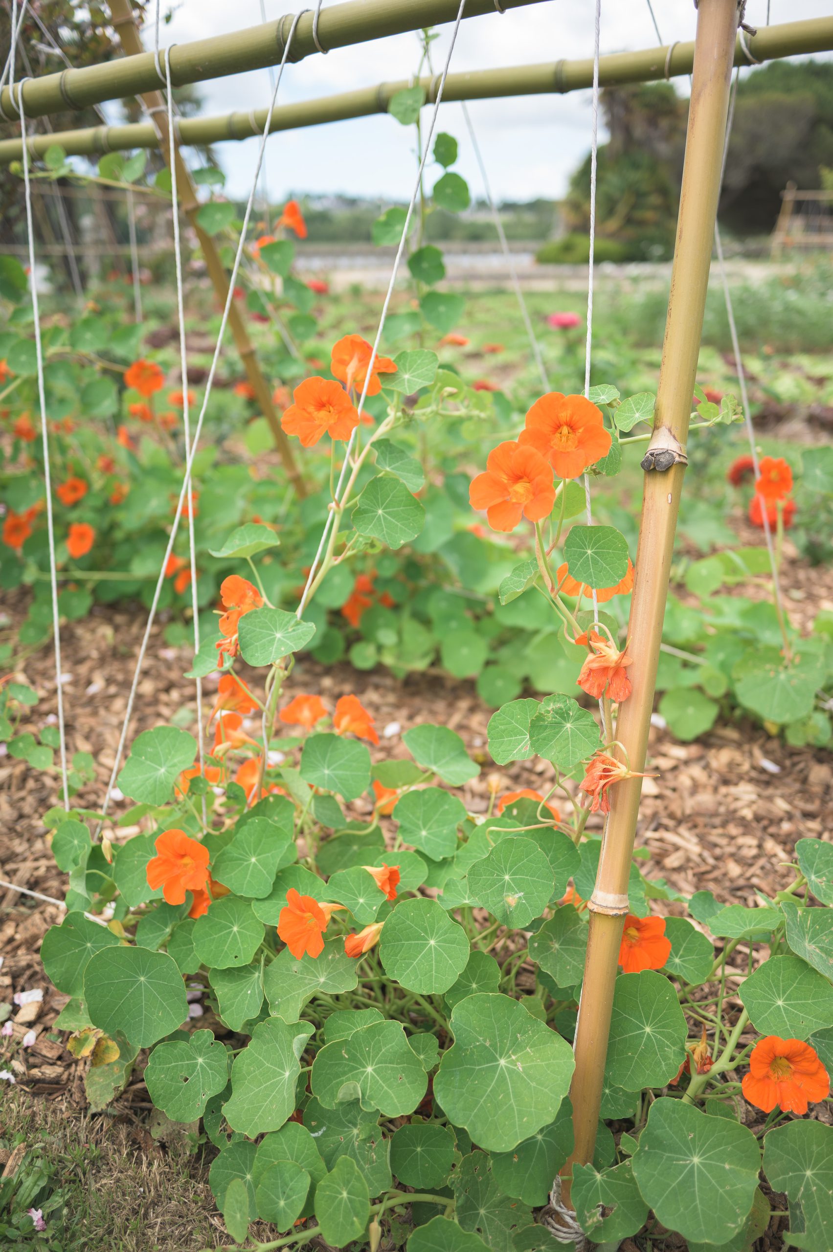 fleurs-de-capucines-orange-grimpant-sur-des-tuteurs-en-bambou-dans-le-potager-du-domaine-de-lanniron-a-quimper